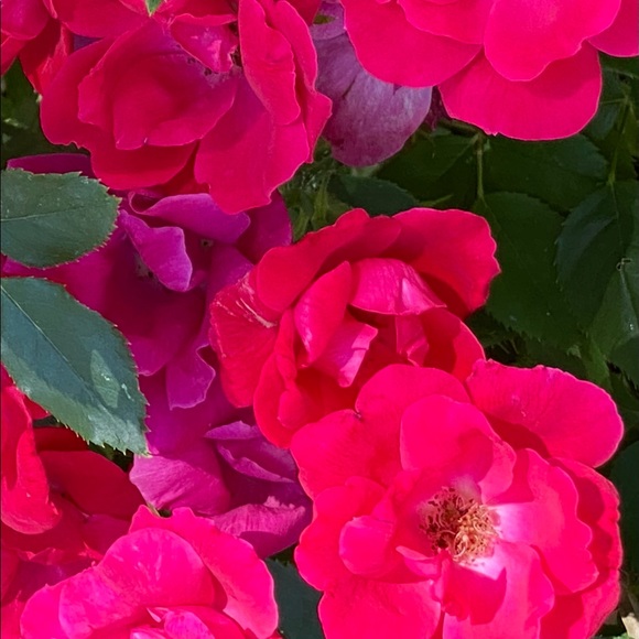 Meet your Posher, Erica - Picture 3 of 15